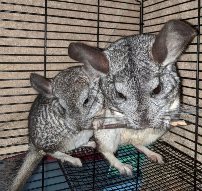 A Guide to the Types of Wood that are Safe for Chinchillas to Gnaw