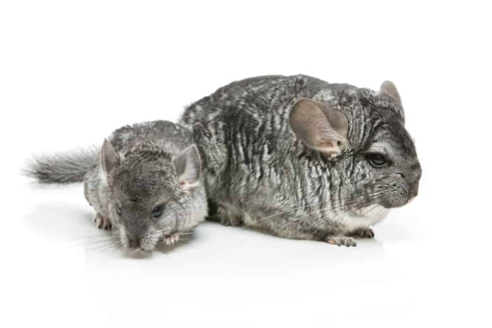 baby and mama chichilla on a white background