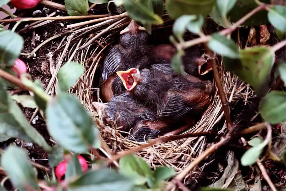 nest of baby sparrows