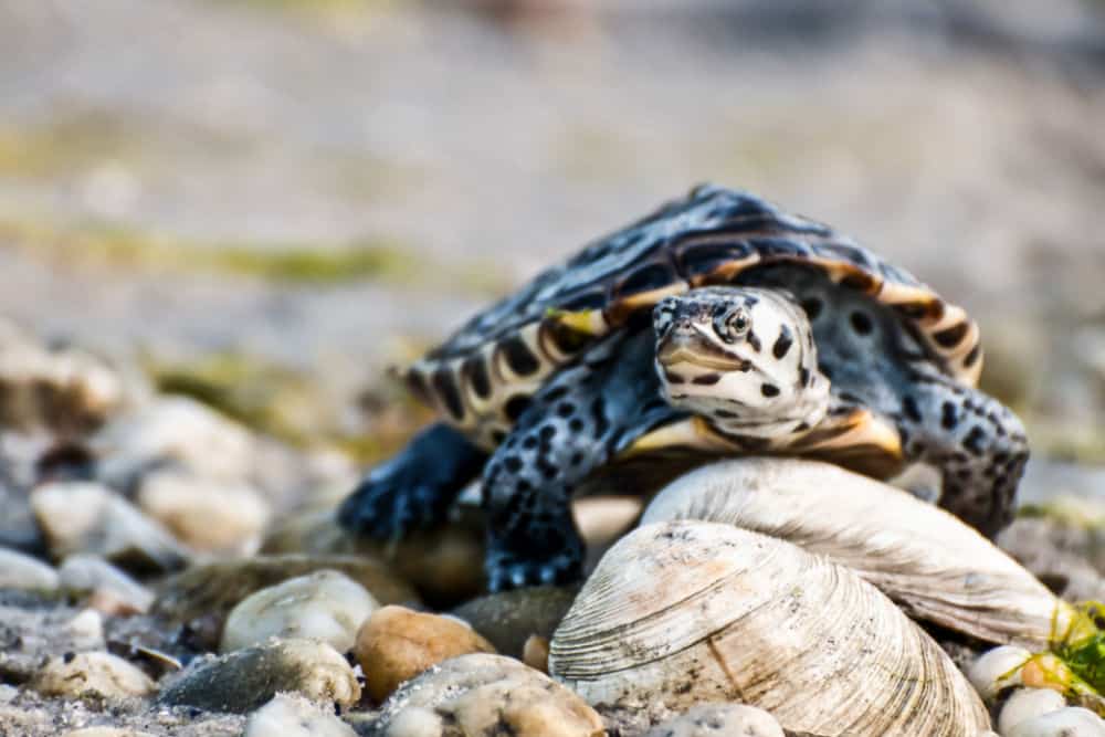 northern diamondback terrapin on some rocks