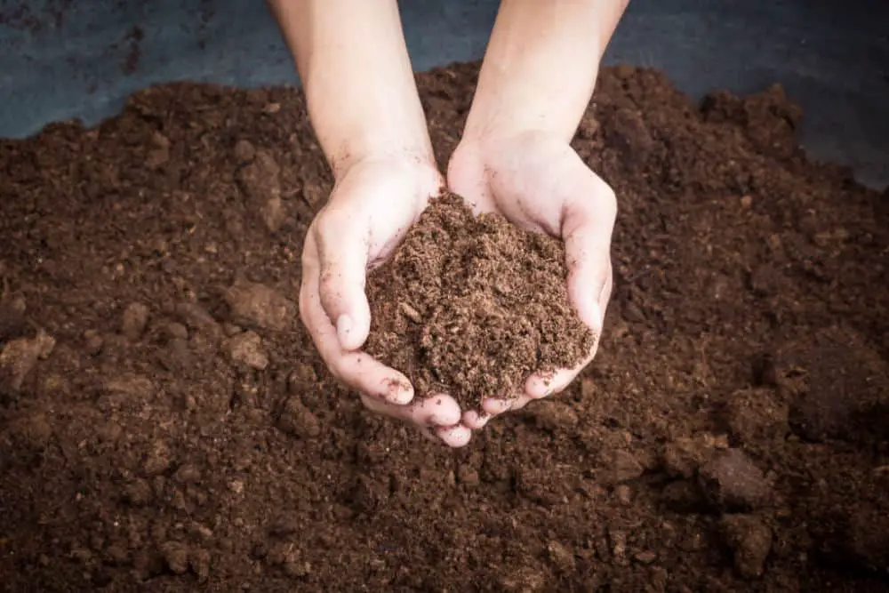 peat soil in hands