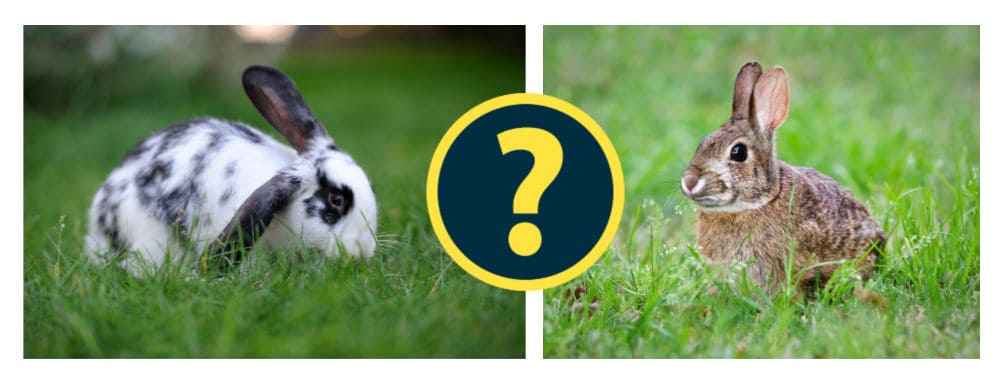 pet rabbit and wild rabbit can they mate together?