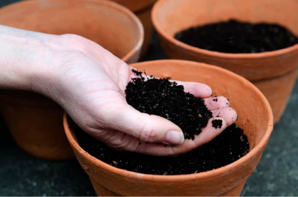 potting mix in hand and in 3 clay pots