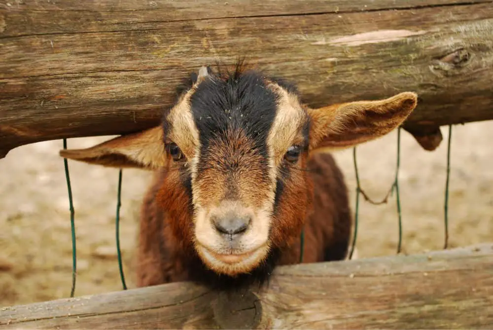 pygmy goat with his head through the slats of a fence