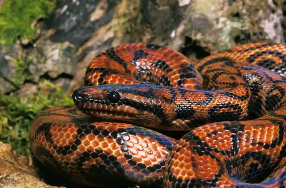 rainbow boa curled up in habitat