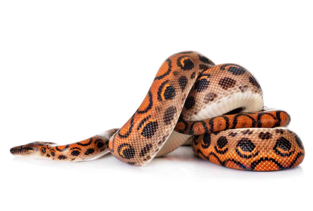 Rainbow Boa, Epicrates cenchrias, curled up, close up of patterns