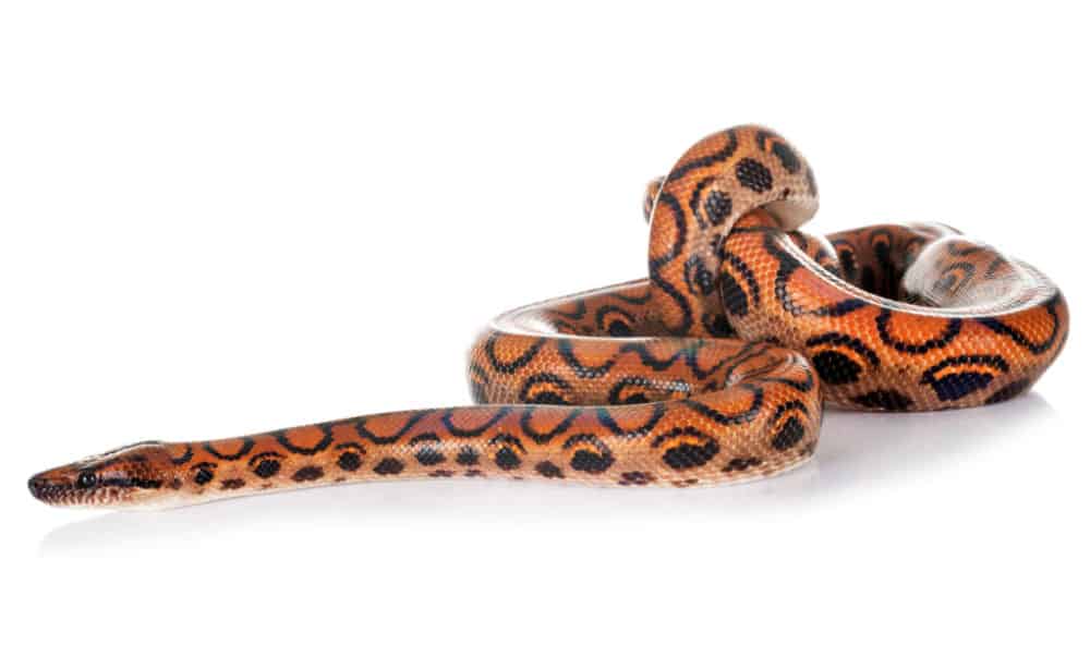 Rainbow Boa, Epicrates cenchrias, white background