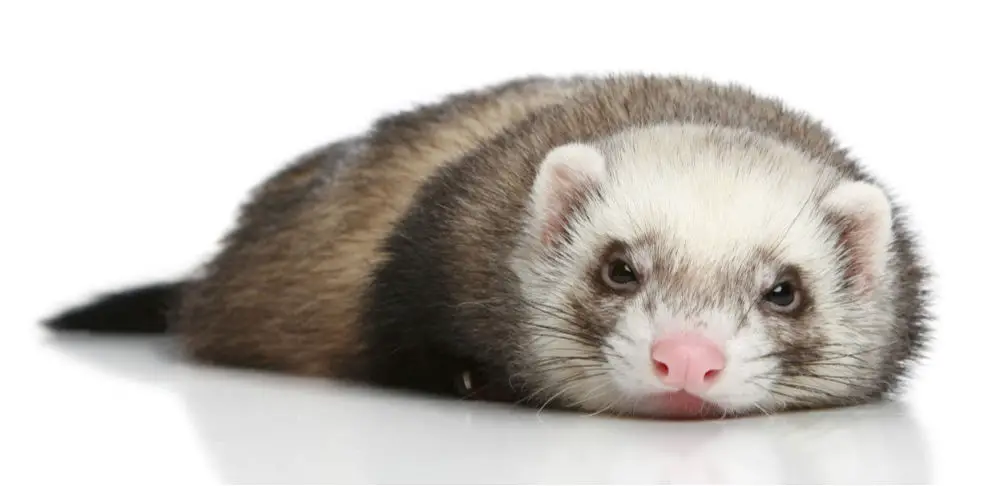 sad looking ferret lying on a white background