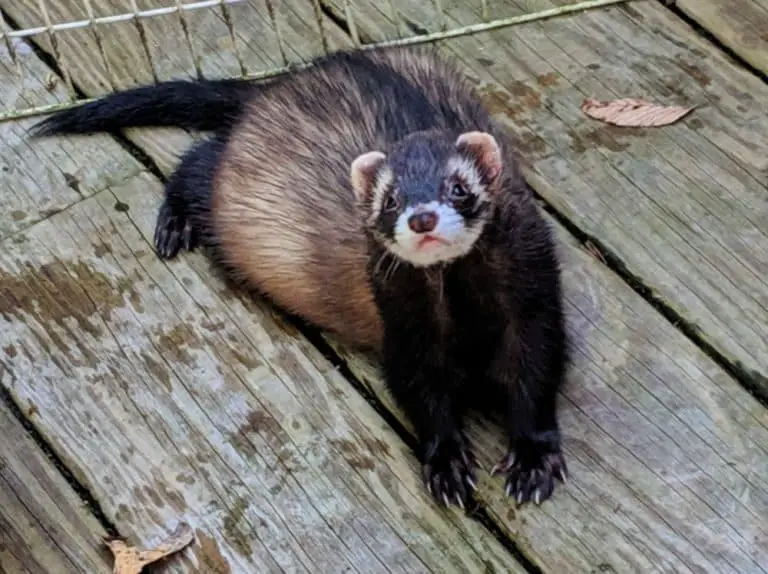 Do Ferrets Need Companionship? Or Can They Be Happy Alone?