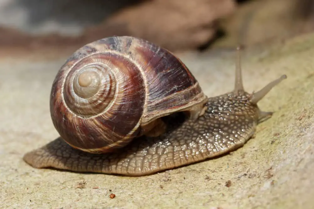 close up of a snail on sand