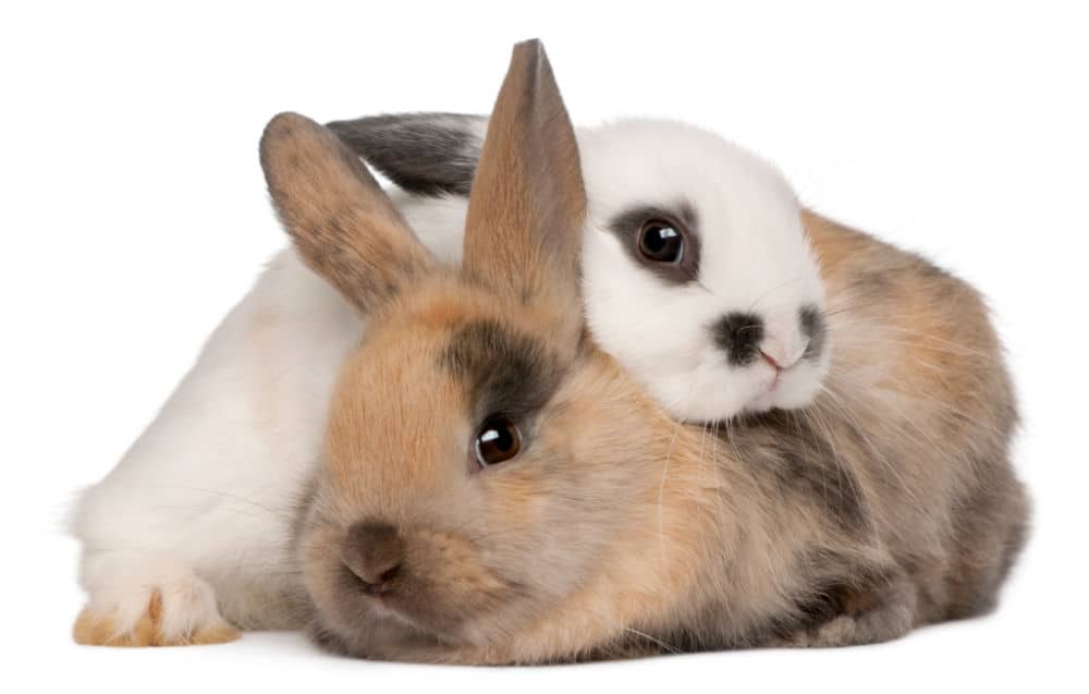 one white bunny laying across a brown bunny
