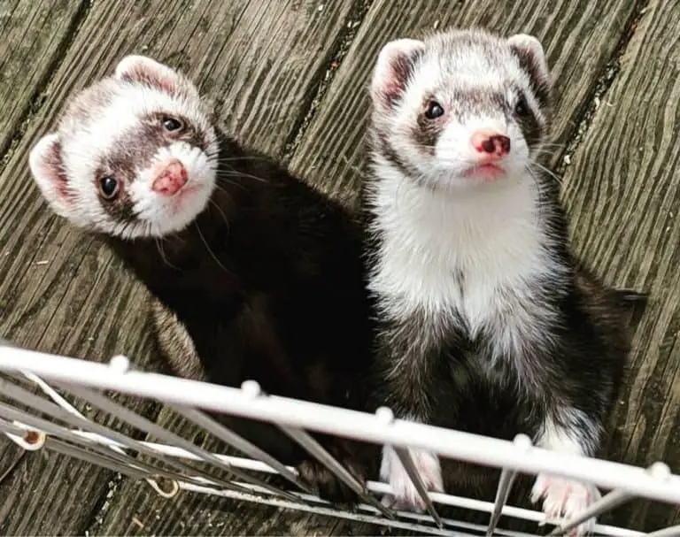 Do Ferrets Make Good Pets?