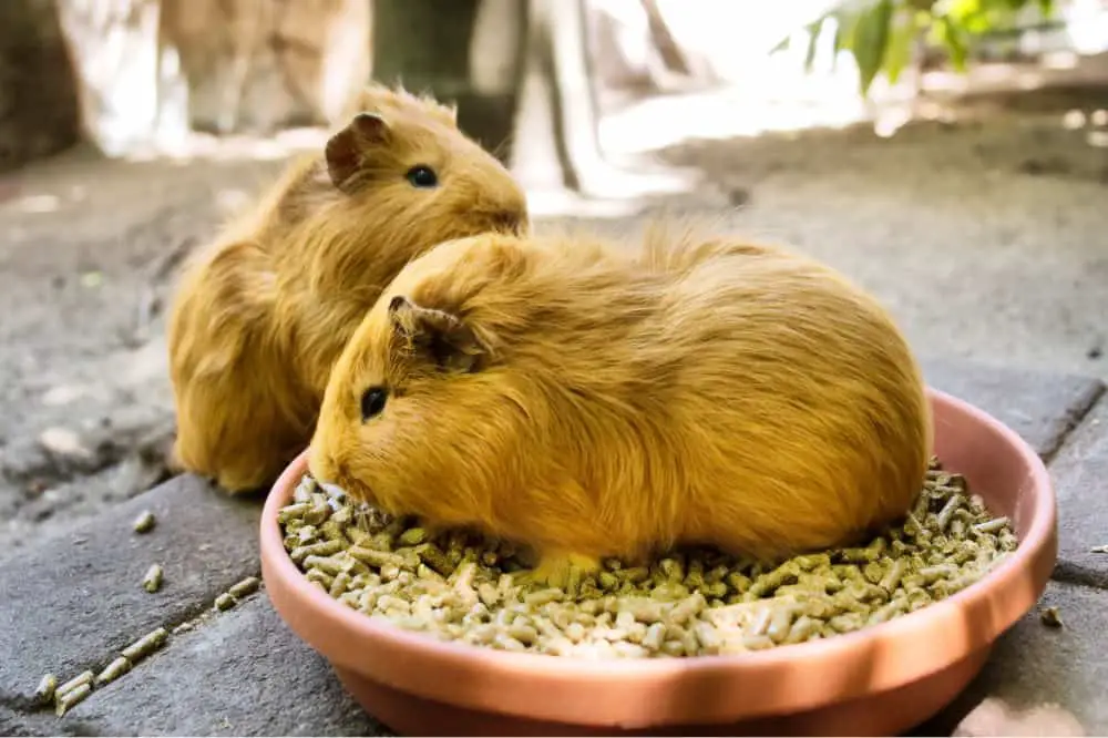 two guinea pigs, one sitting in a bowl of pellets