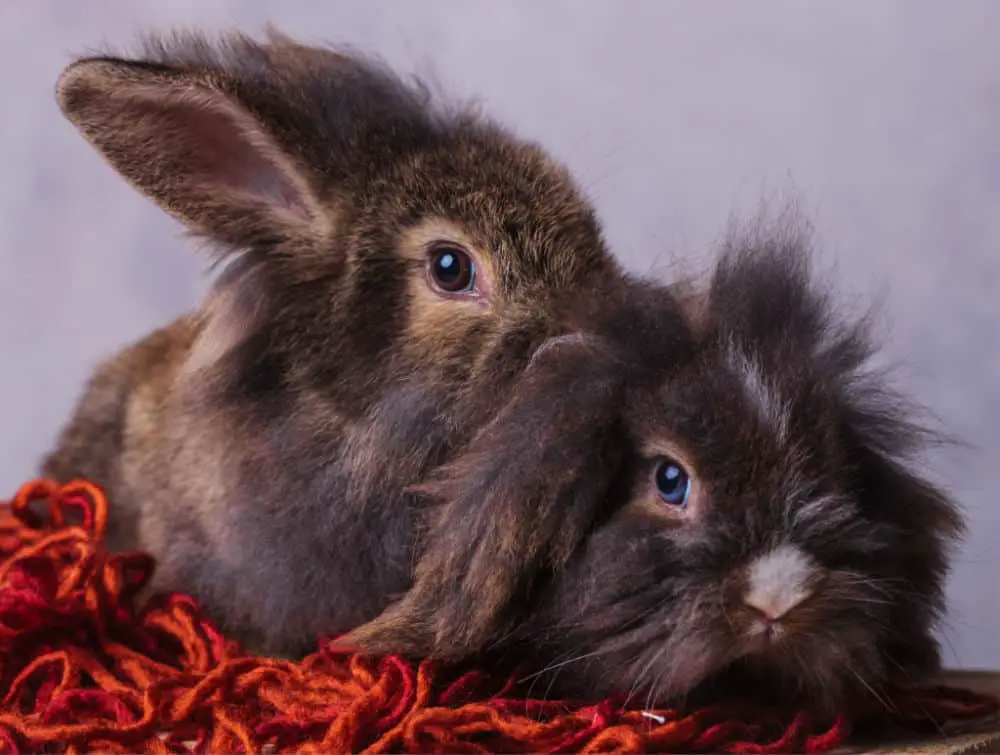 two-lionhead-bunnies-on-a-red-blanket