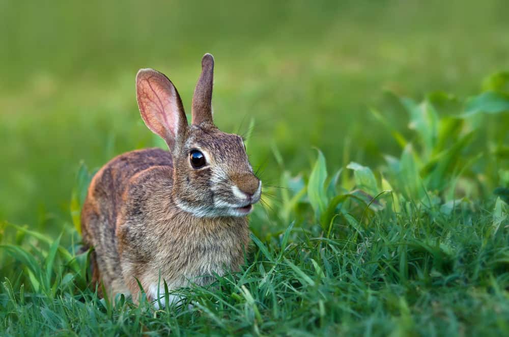 wild cottontail rabbit in the grass