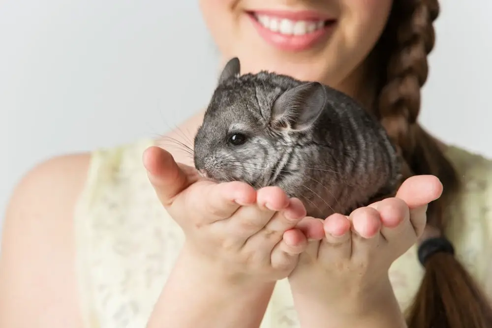 young chinchilla sitting on a smiling woman's hands