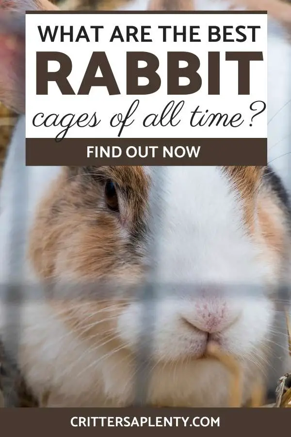 If you are searching for the best rabbit cages, you are probably about to embark on rabbit ownership. Find out what to look for in the best rabbit cages for indoor and outdoor use. Learn which factors about choosing a rabbit cage are most important like cage size, flooring, which types of bedding are compatible with your cage and so much more. #rabbitcare #rabbits #bunnies #bestrabbitcages via @crittersaplenty