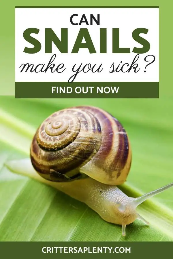 If you keep snails as pets, you probably enjoy watching them as they crawl in slow motion, eat, breed, or just laze around. You most likely pick them up once in a while to pet them. But with all their slimy mucus, some people would wonder if that’s really safe to do. Find out if your pet snail can make you sick. #snail #petcare #pets via @crittersaplenty