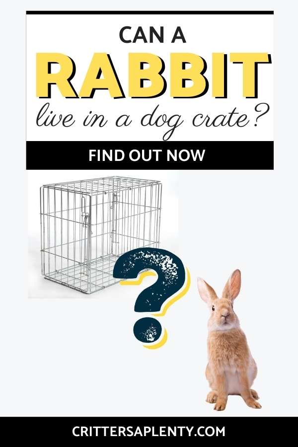 Are you thinking of getting a rabbit? Perhaps you're wondering whether a rabbit can live in a dog crate? If you're planning to get a rabbit, one of the most important considerations is where your new pet will live. Here we provide 12 tips for transforming a dog crate into a fantastic home for your rabbit. Find out more! #rabbits #rabbitcare #petcare via @crittersaplenty