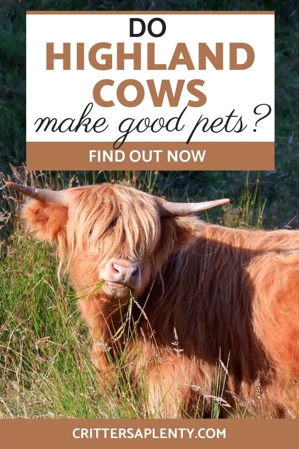Highland cows are a distinctive cattle breed with their unique long reddish hair. They are even cuter as calves and look like they can make wonderful family pets. Find out whether a Highland cow would make a good pet for you. Learn about the advantages and disadvantages of keeping these bovines. #highlandcows #pets #livestock #largeanimals via @crittersaplenty