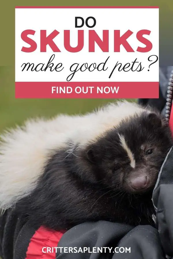 Did you know that skunks have been household pets for a few decades now? These exotic pets can be fun to have and a great talking point. But do skunks make good pets? #skunks #petskunks #pets #petcare via @crittersaplenty
