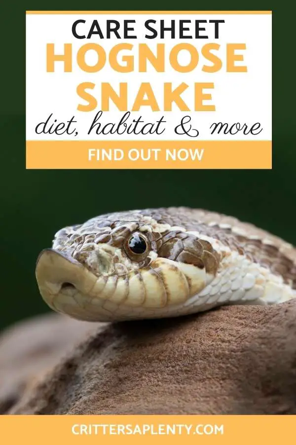 Hognose snakes are calm, docile pets that have won over the hearts of many snake collectors and people looking for a pet addition. Find detailed information on how to care for a hognose snake, including its diet and habitat, and more. Plus find if it's the right pet for you! #hognosesnake #snakecare #reptiles #petcare #exoticpets via @crittersaplenty