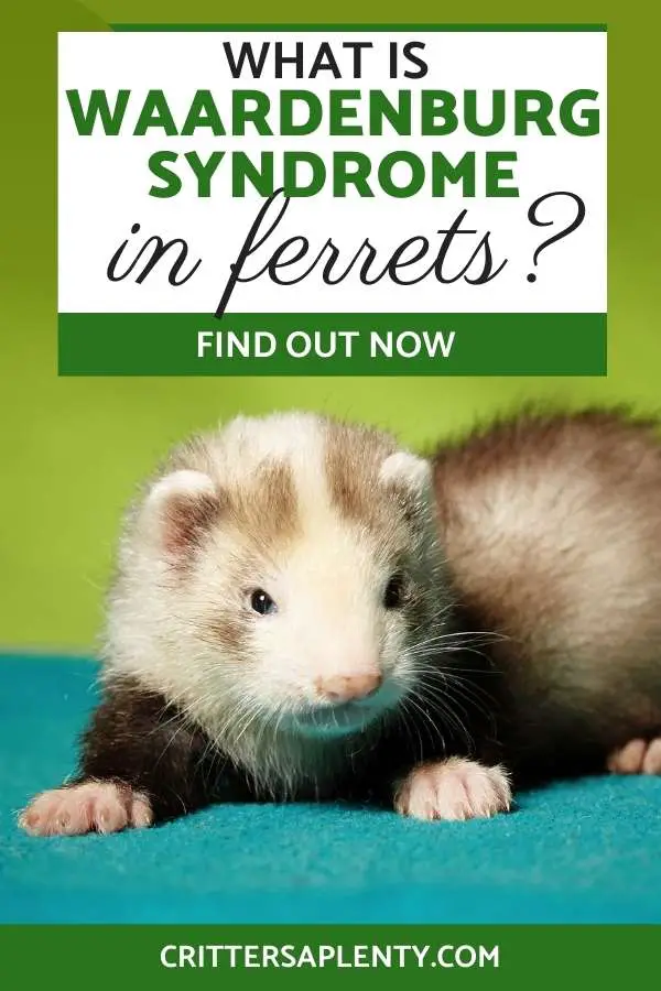If you own a ferret, you'll know that they are fun-loving, boisterous animals who can be very sassy. But did you know that they can also suffer from a condition called Waardenburg syndrome, which can cause them to be deaf? This condition is relatively common in ferrets, especially in pets that have white markings. Find out if your pet ferret is affected by Waardenburg Syndrome. #ferrets #ferretcare #petcare via @crittersaplenty