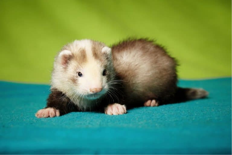 Everything You Need to Know About Waardenburg Syndrome in Ferrets 