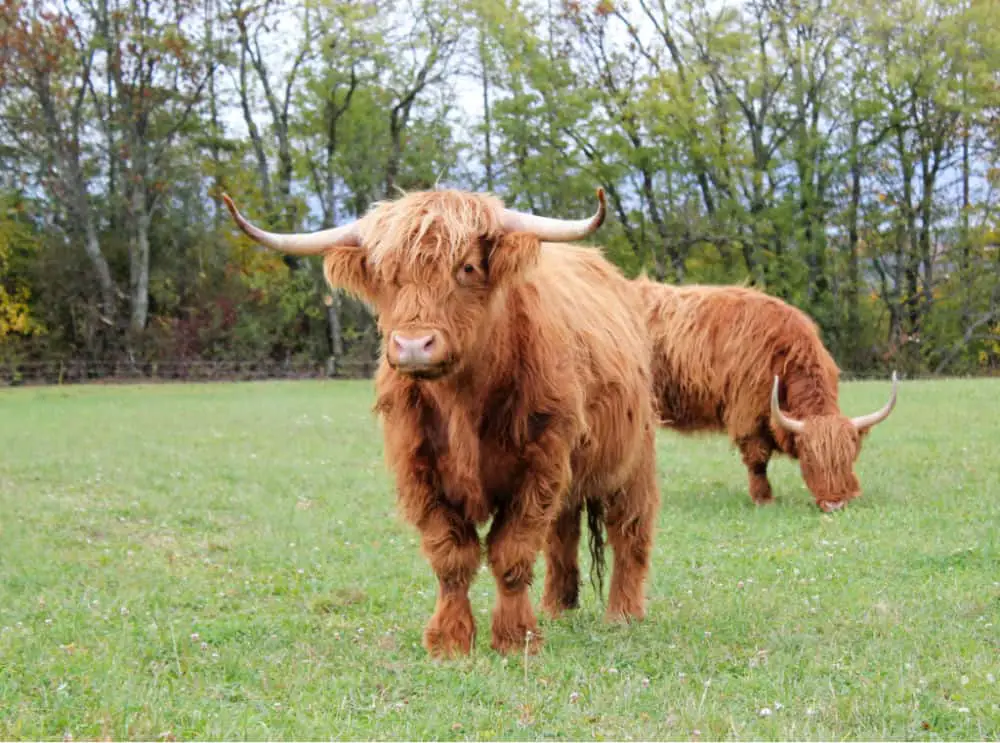 two highland cows in a field