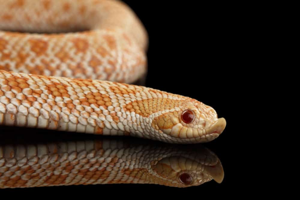 closeup of hognose snake
