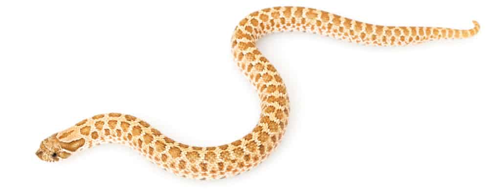 Western Hognose Snake (Heterodon nasicus)