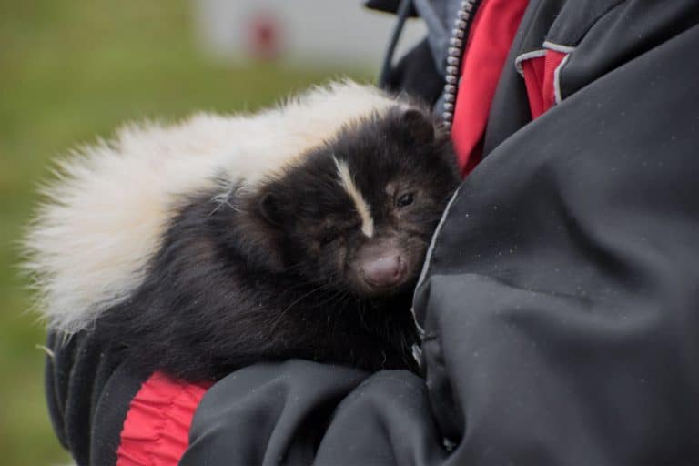 Do Skunks Make Good Pets?