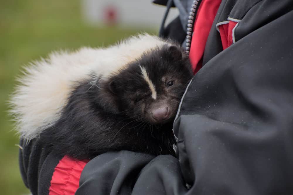 pet skunk in someone's arms