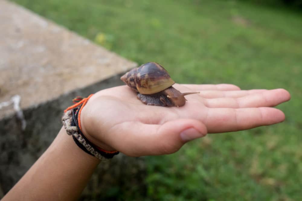 snail on someone's hand with a green lawn background