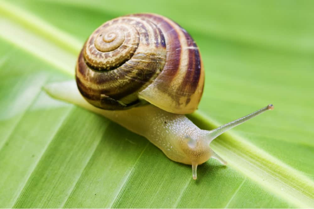up close snail on a bright green leaf