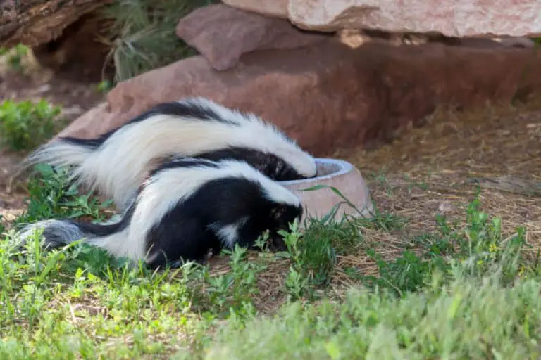 Do Skunks Make Good Pets? Critters Aplenty