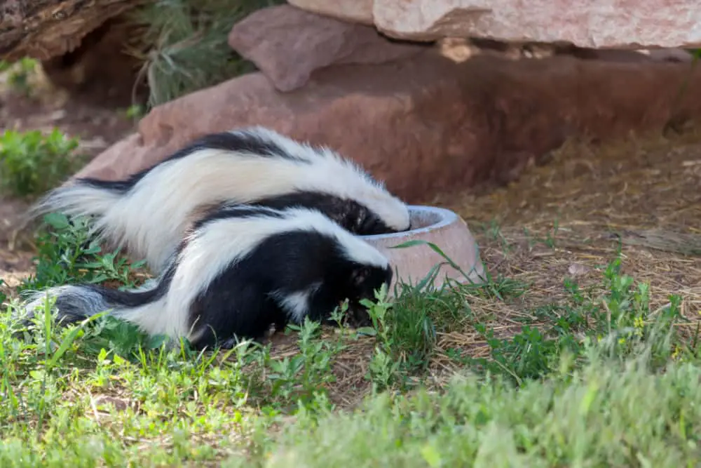 two young skunks eating out of a bowl