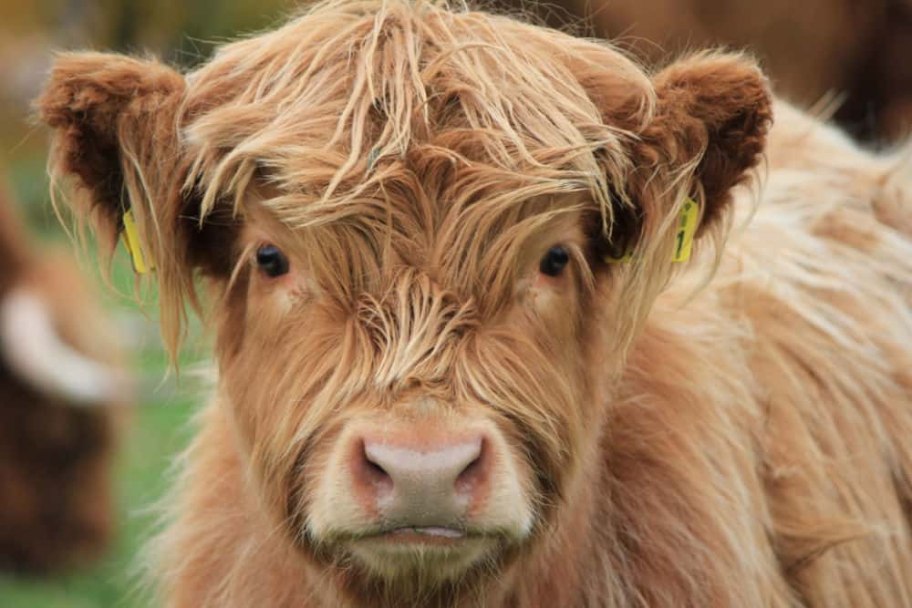 Do Highland Cows Make Good Pets Critters Aplenty