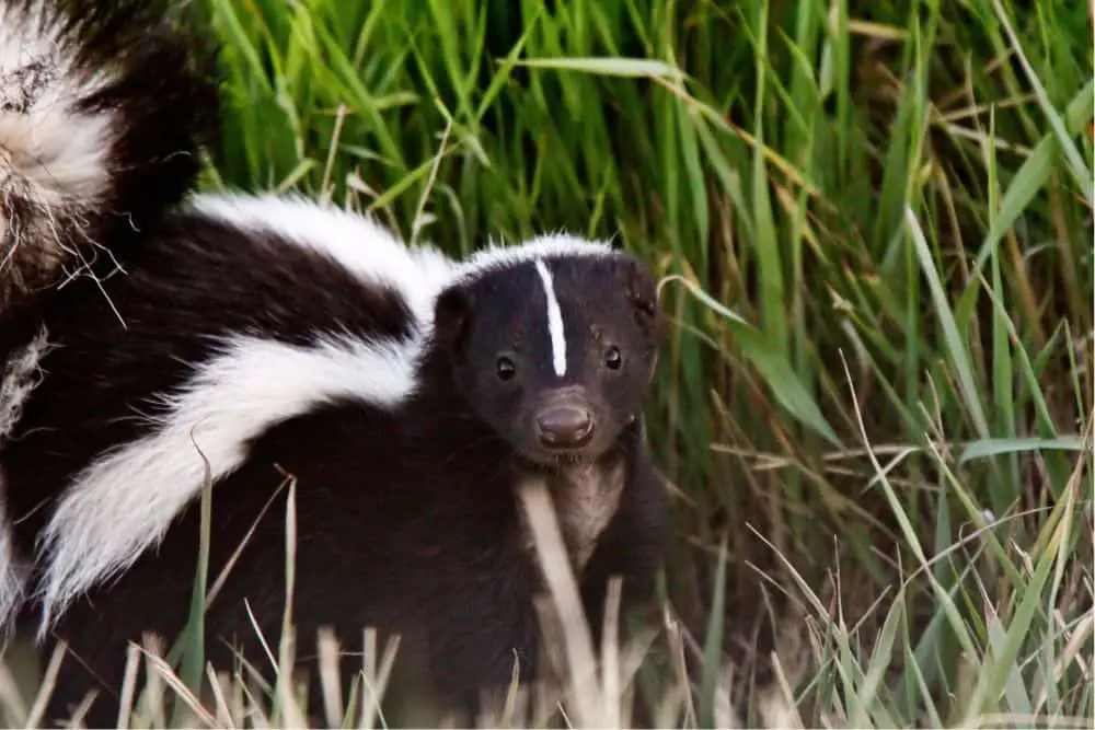 closeup of a young skunk in the grass