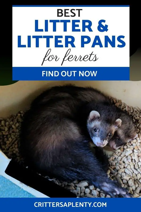 Choosing the right litter and litter pan for your ferrets will set you up for success in litter training your business. But with so many options, how do you know what to look for? Find out which litters and litter boxes we think are best for your ferrets. #ferrets #ferretcare #bestlitter #bestlitterbox #litterpans via @crittersaplenty