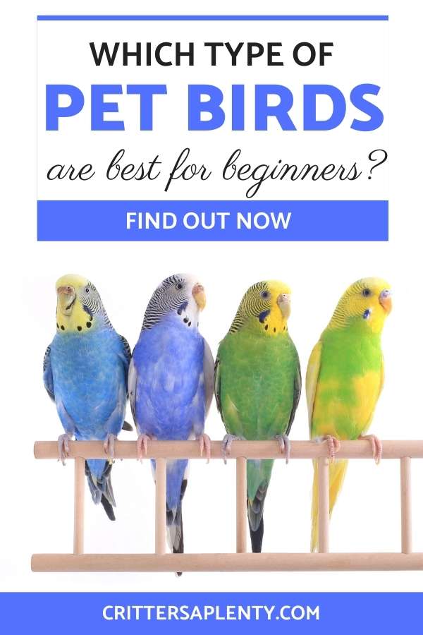 Pet birds are a fantastic addition to any family. They are beautiful and are highly entertaining. And each bird species has its own unique personality. But are birds a good option for a beginner? No matter if you are a first-time pet owner or new to birds. We have a list of the best pet birds for beginners. But first, let's talk about the pros and cons of owning a bird. #petbird #canary #finch #parrotlet #cockatiel #parakeet #doves via @crittersaplenty
