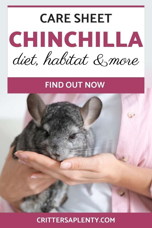 The remarkable chinchilla has won the heart of millions of proud pet parents all over the world. No one can resist their curious noses and enchanting eyes. Not to mention they are the softest creature ever to walk this earth. If you are reading this chinchilla care sheet, you are probably getting ready to bring one home yourself. A safe place that you can go to as a reference on all things chinchilla. #chinchillacare #chinchillas #petcare #exoticpets via @crittersaplenty