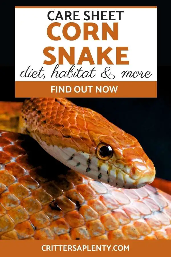 Corn snakes are a beloved pet across America. Their calm and docile demeanor makes them a great introduction to the snake keeping world. And since adult corn snakes are only 2-5 feet, they don't take up much room at all. With their vibrant colors and unique markings, you might be wondering how to take care of corn snakes yourself—caring for corn snakes are not as hard as it seems. Let's go on this journey together to cover everything you need to know about corn snakes. #cornsnake #snakecare via @crittersaplenty