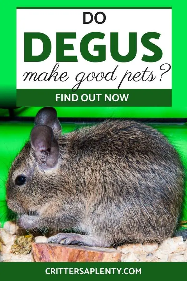 Degus are a fascinating creature from Chile. They are a small peculiar creature that looks almost like a large gerbil. It is easy to become captivated by these little rodents. But do degus make good pets? Find out if this Chilean rodent would make a good pet for you! #degu #exoticpets #petcare #exoticpetcare #petrodents via @crittersaplenty