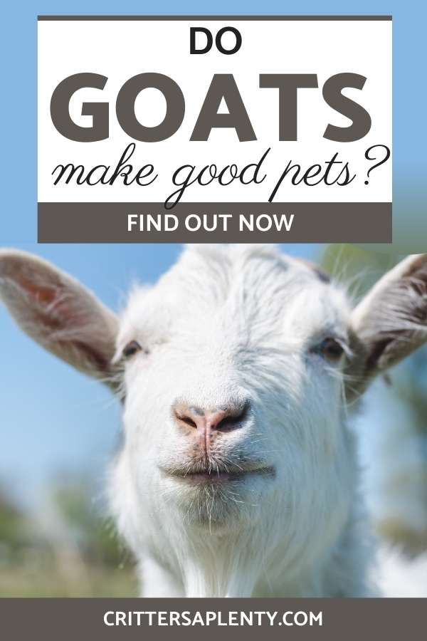 If you want to start a small homestead, you might have thought about getting goats. Do they make useful additions to your home, and what would it be like? You might even ask yourself, Do goats make good pets? After all, farm animals can make fantastic pets as well as perform tasks for you. #goats #goatcare #goatsaspets #farmanimals #pets #homesteading via @crittersaplenty