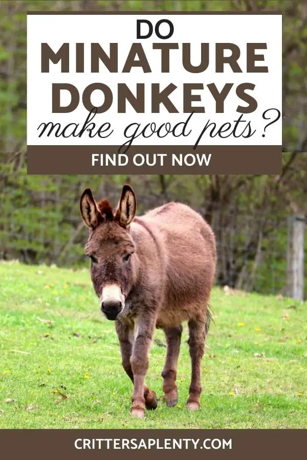 So maybe you've wondered what it would be like having miniature donkeys as pets? Do they make good pets? Are they sweet or stubborn? Do they like to be cuddled? Are they intelligent? Find out all this and more! #miniaturedonkey #farmlife #farmanimals #pets via @crittersaplenty