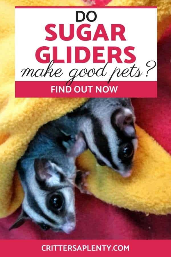 Most people are fascinated with exotic pets. And what could be any more exotic than a sugar glider? They are an adorable pet that draws the attention of everyone around them. You might be tempted to get one as soon as you see them. But let's take a step back and ask ourselves, do sugar gliders make good pets? #sugarglider #exoticpets #petcare #sugarglidercare via @crittersaplenty