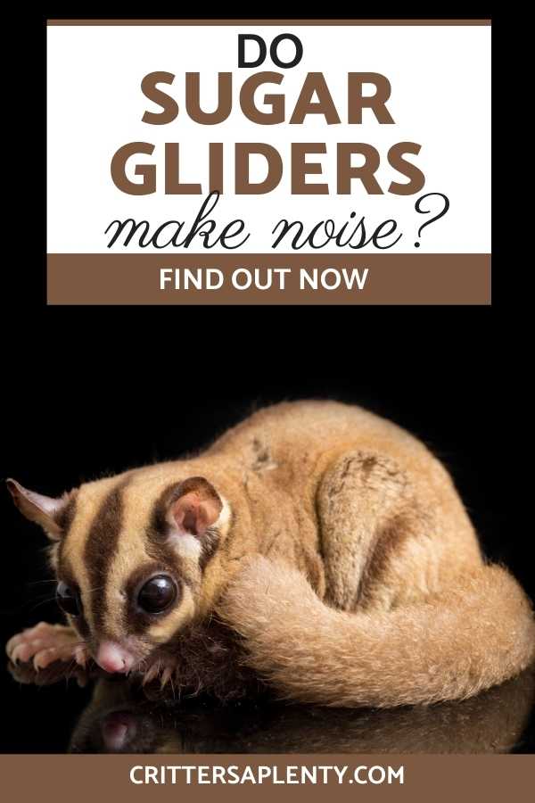 Sugar gliders make adorable little exotic pets but you may be asking yourself if sugar gliders make noise? Finding out all you can about a pet before you make a commitment and get one is a smart thing to do. Find out just what kind of noises sugar gliders make and if it will be something you can learn to love about your little furry friends or if it could be a deal breaker! #surgargliders #sugarglidercare #exoticpets #petcare via @crittersaplenty