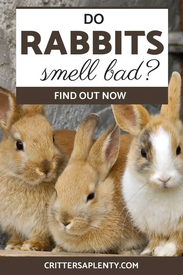 If you're thinking of getting a rabbit, you may be worried about whether or not they smell bad. And if you're planning to keep your rabbit inside, you'll be more worried about the smell. This article will help you decide whether a rabbit is the right pet for you. We'll help answer the question: Do rabbits smell bad and give you tips about how to freshen up your rabbit's enclosure. #rabbits #rabbitcare #petcare #smallanimals via @crittersaplenty