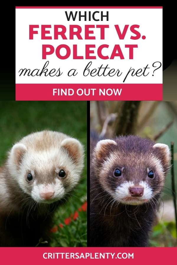 In the wonderful world of ferrets, you might have heard of the European polecat. An exciting creature that to the untrained eye looks precisely like a ferret. You might be wondering what the real differences are, if any, at all. And if you can keep them as pets along with ferrets. And of course, the big debate of ferret vs. polecat: which makes a better pet? #ferrets #polecats #ferretcare #europeanpolecat #exoticpets #petcare via @crittersaplenty